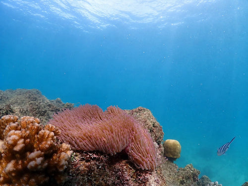 Natural Sea Sponge